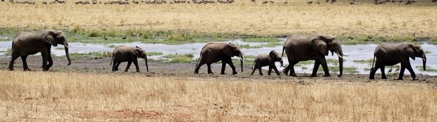 dubare elephant camp