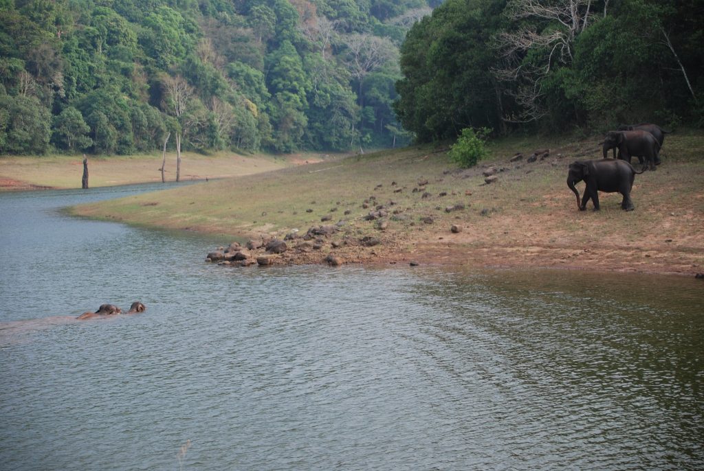 Elephant-Spotting in Periyar National Park, Thekkady