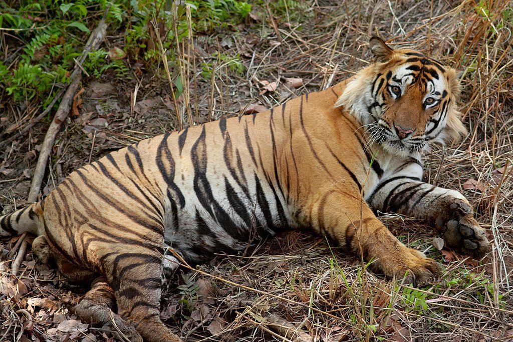 Srisailam Tiger Reserve,