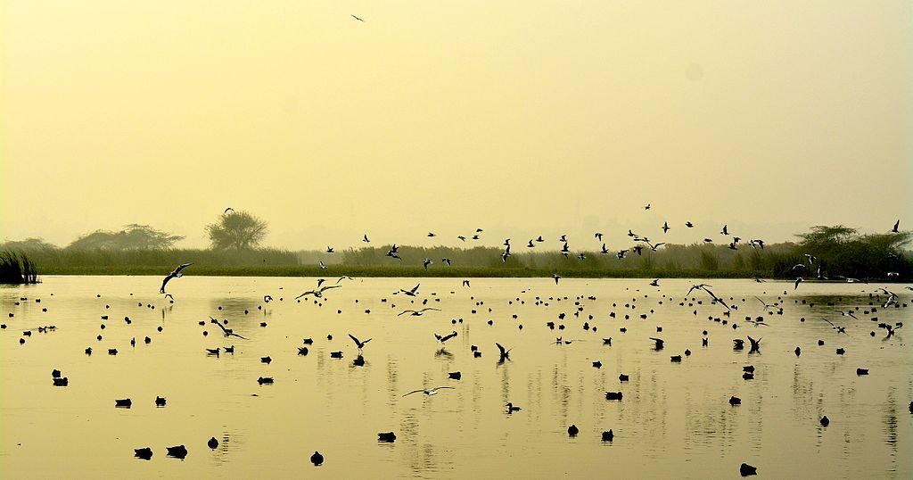 Delhi Okhla Bird Sanctuary 