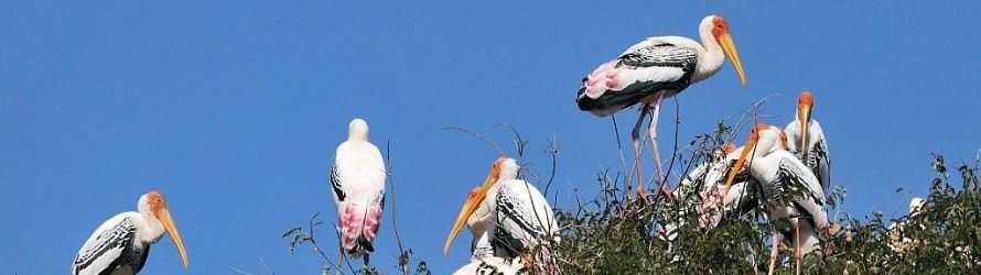 Kaggaladu Bird Sanctuary