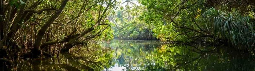 Poovar Backwaters