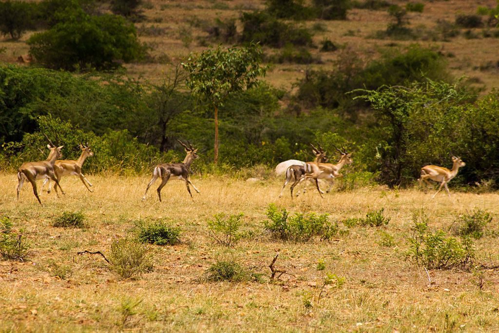 Panchala Black Buck Reserve