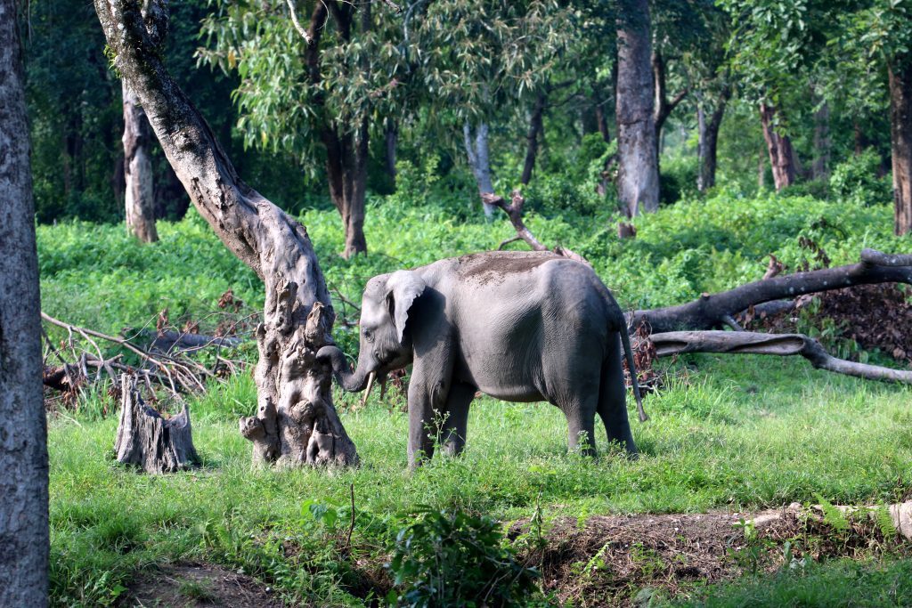 Itanagar Wildlife Sanctuary near Tawang