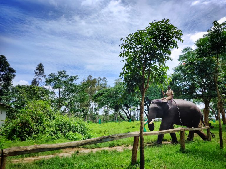 Dubare Elephant Camp