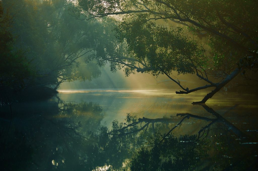 Nature at Sundarbans National Park