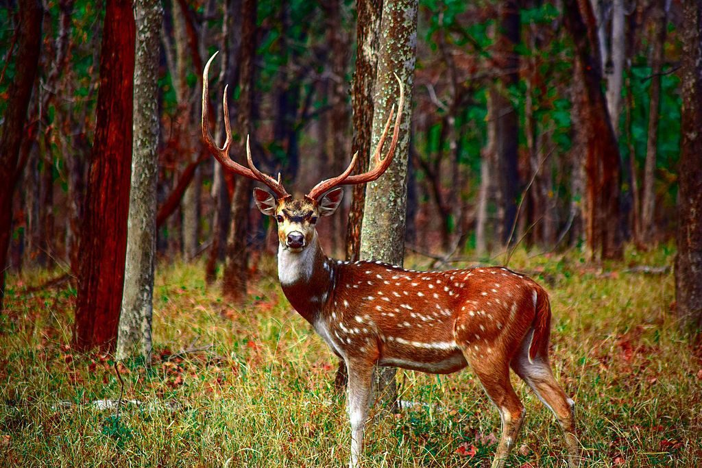 Dhawa Doli Wildlife Sanctuary