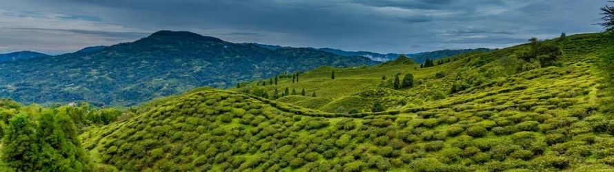 Rohini Tea Garden