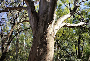 Kalyani Eucalyptus Tree