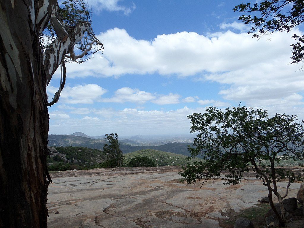 Oldest Eucalyptus tree in Horsley Hills