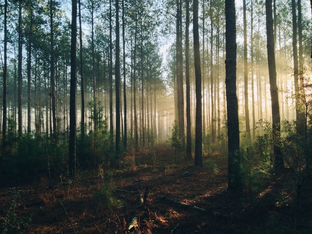 Forests in Mainpat