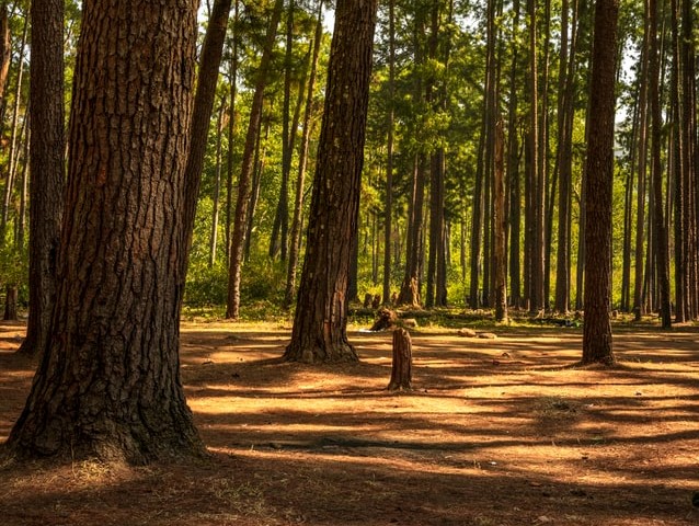 Forests of Daringbadi