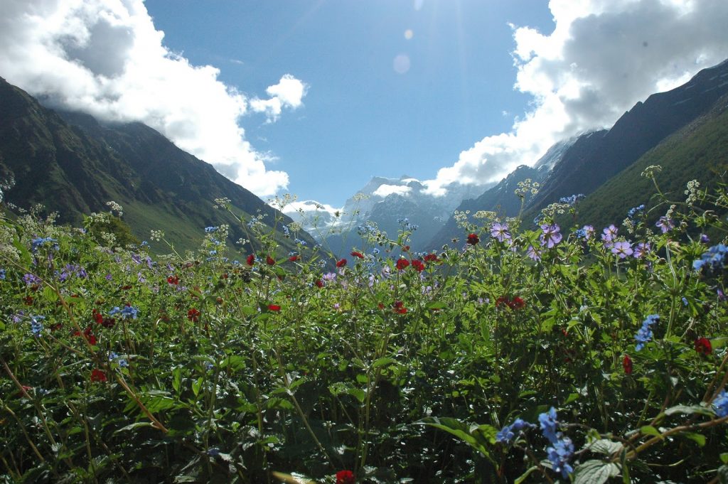 Monsoon Destinations in India - Valley of Flowers