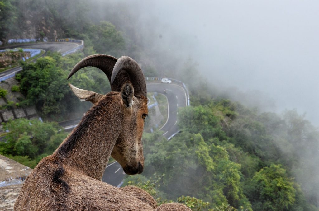 munnar