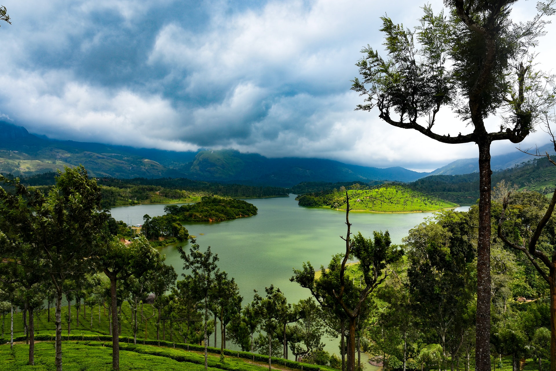 Tea Trails and Misty Tales - Things to do in Munnar