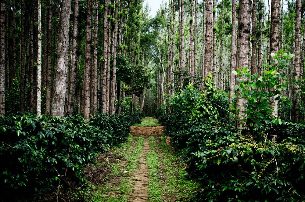 Coffee-plantations-in-chikmagalur