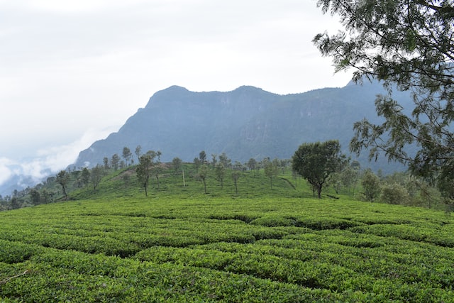 The step farms of Kotagiri