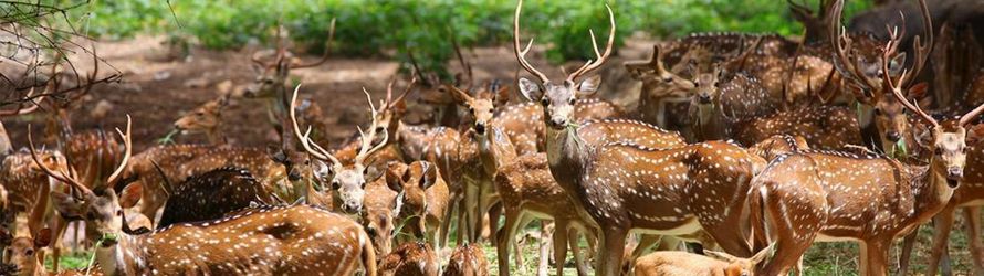 Deer Park, Gandhinagar Bypass Rd