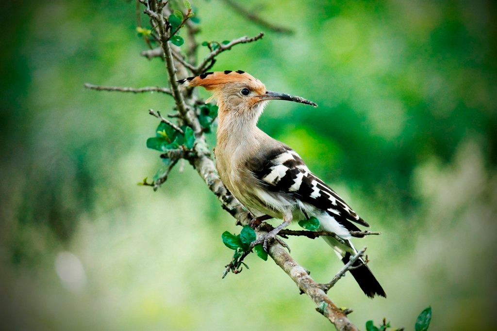 Bird in Rajaji National Park