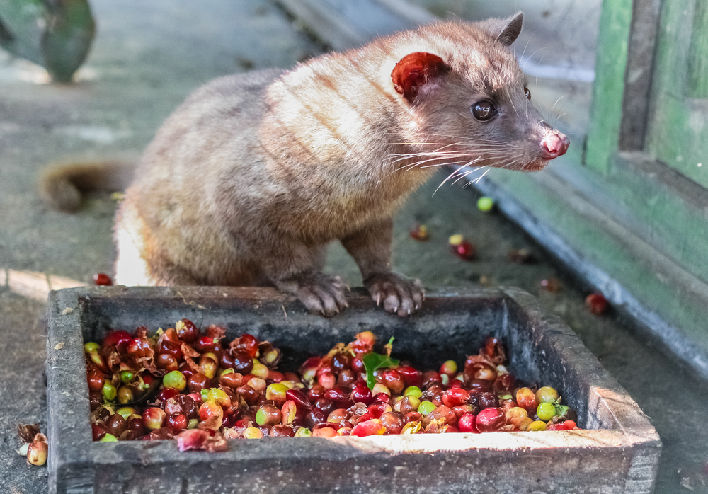 Civet Cat Poop Coffee Most Expensive Coffee In The World