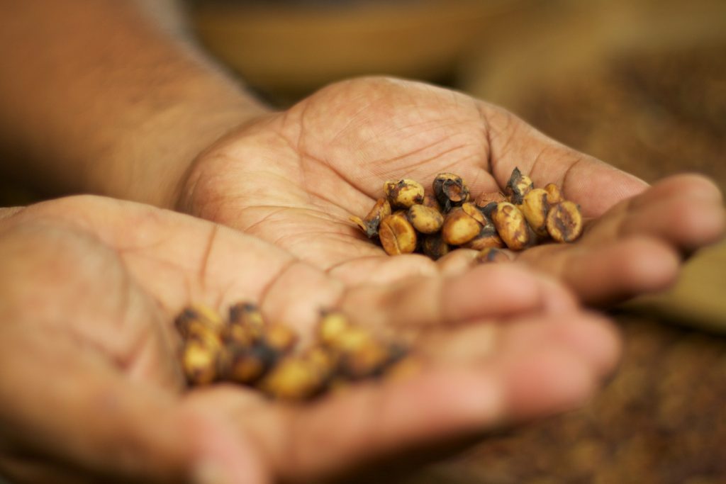 Beans processed by the luwak civet. 