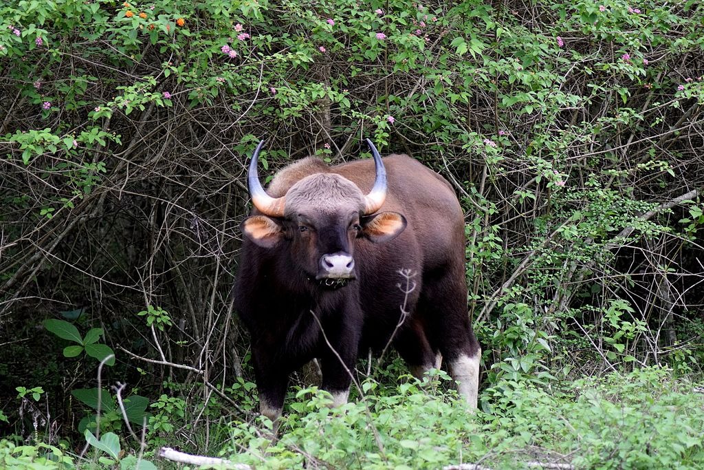 Short Road Trips from Bangalore - Bandipur National Park