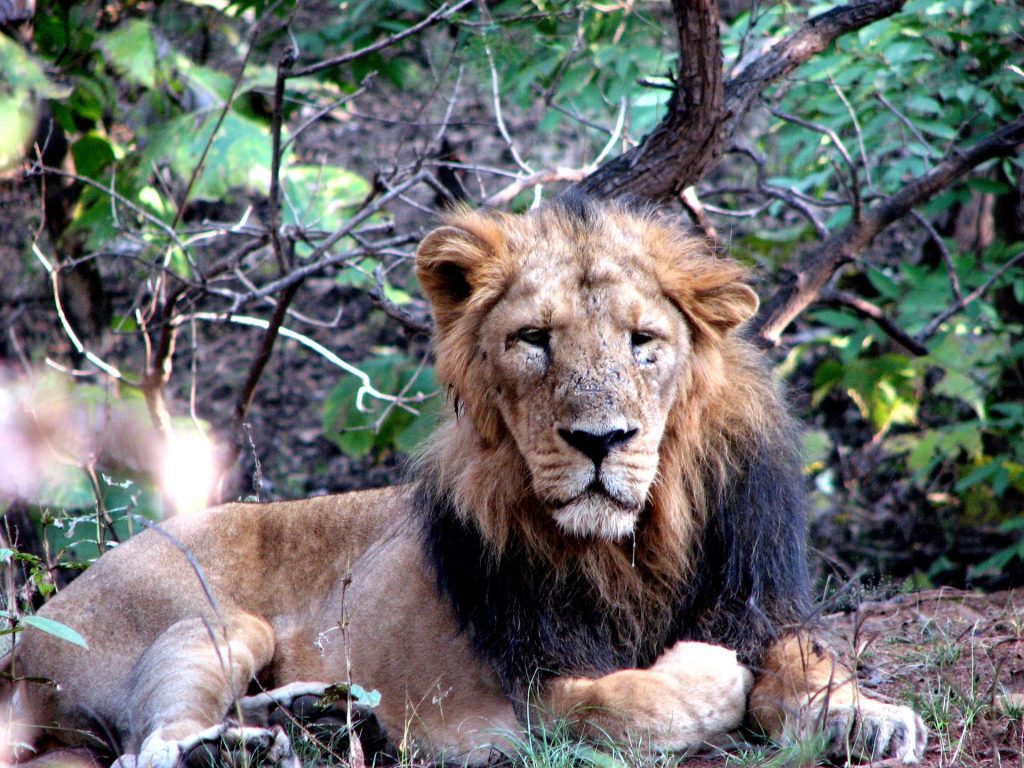 Things to do in Gir National Park for encountering the best Flora & Fauna