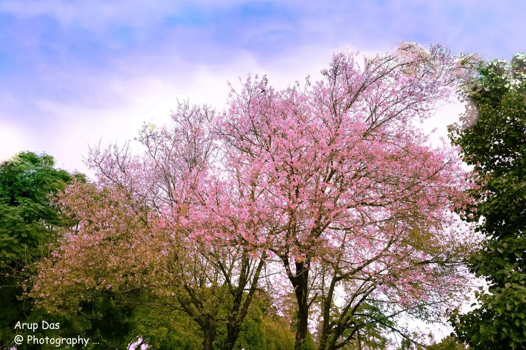 Cherry Blossom in Shillong