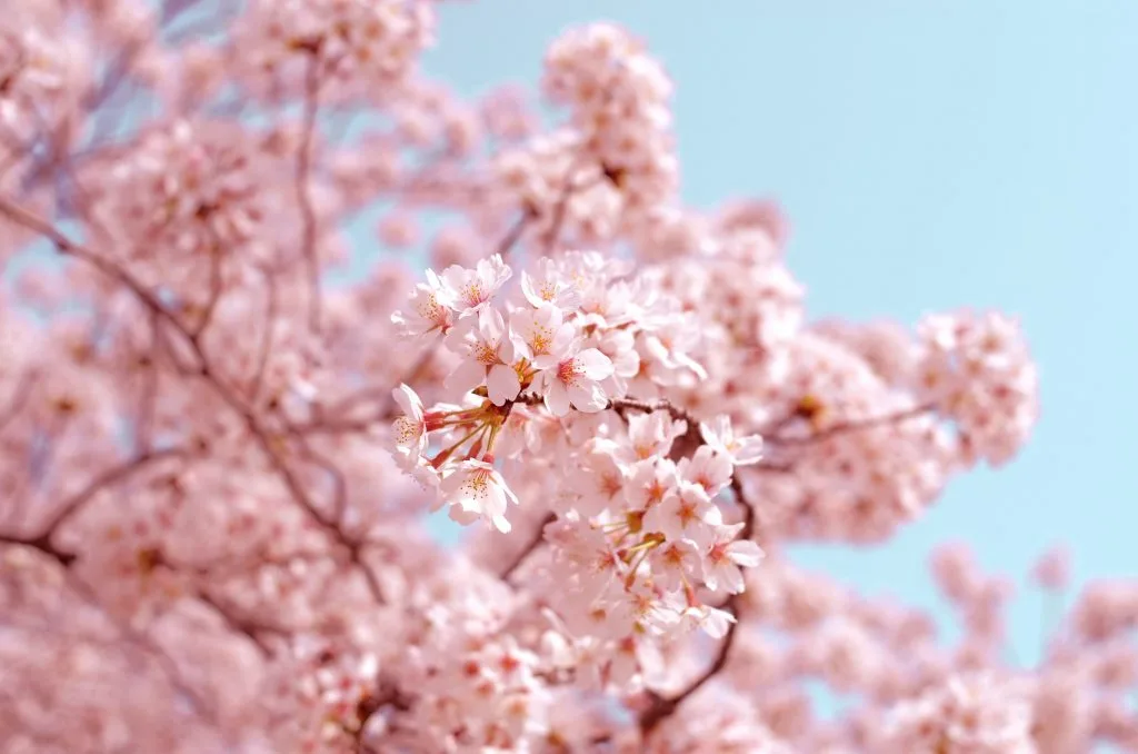 Shillong Cherry Blossom