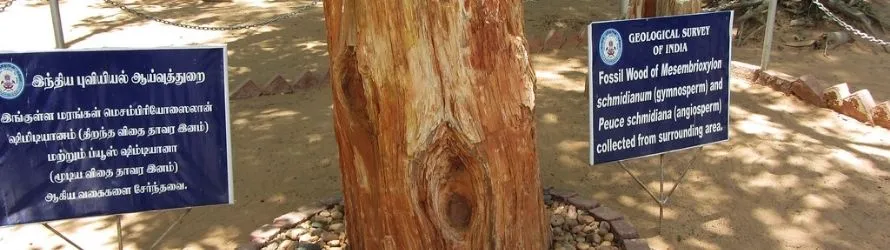 National Fossil Wood Park, Thiruvakkarai