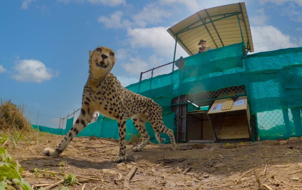 Cheetah in india