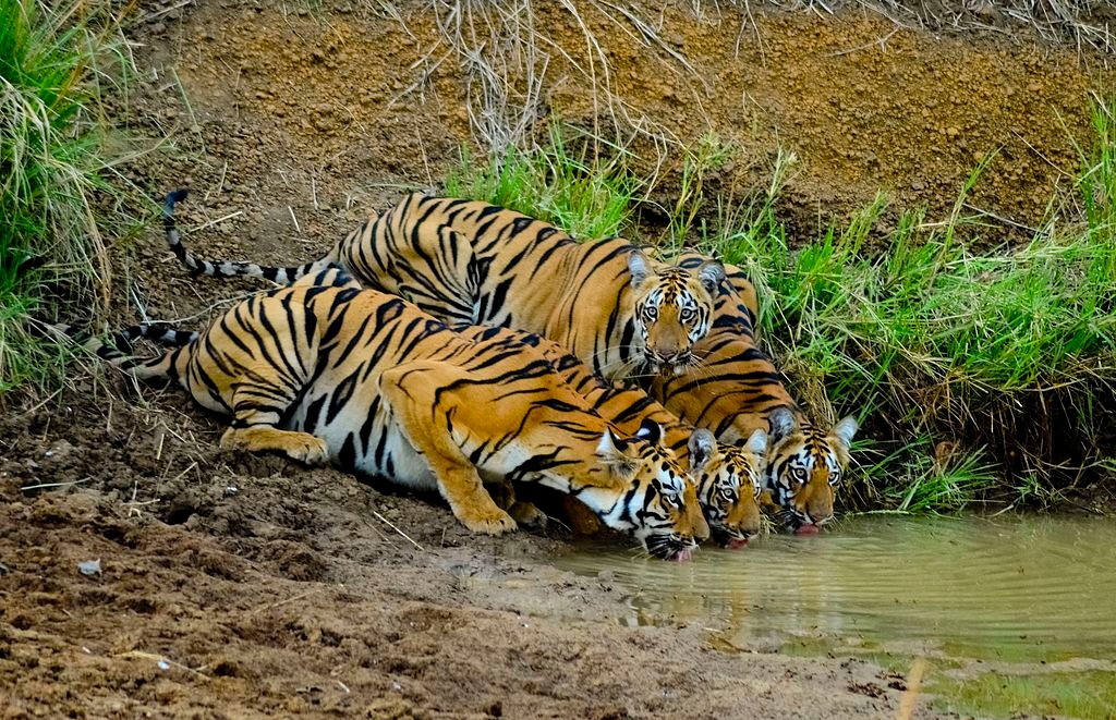 Tadoba National Park