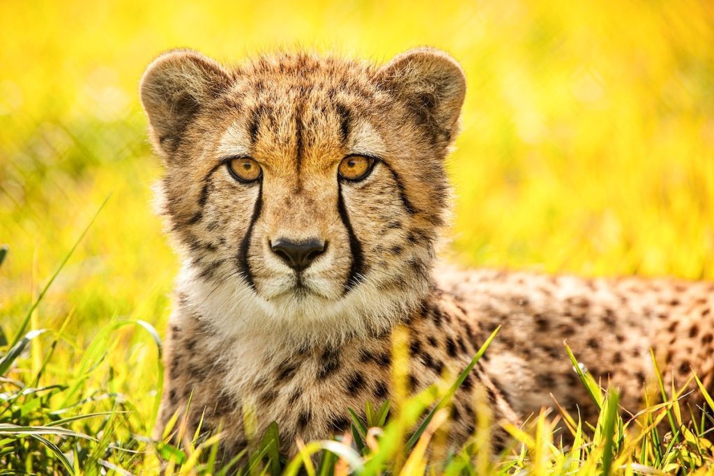 The return of the cheetah - A new chapter in India's wildlife conservation  efforts