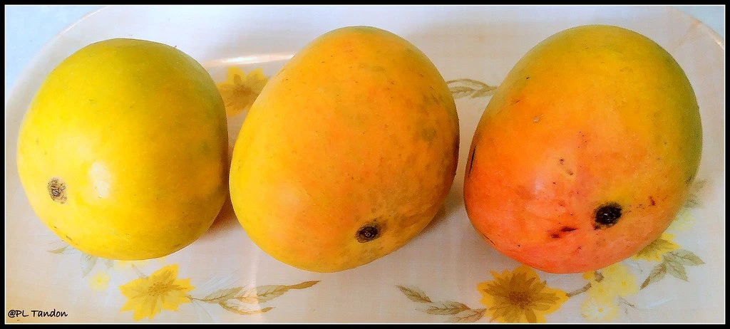 Mangoes in India