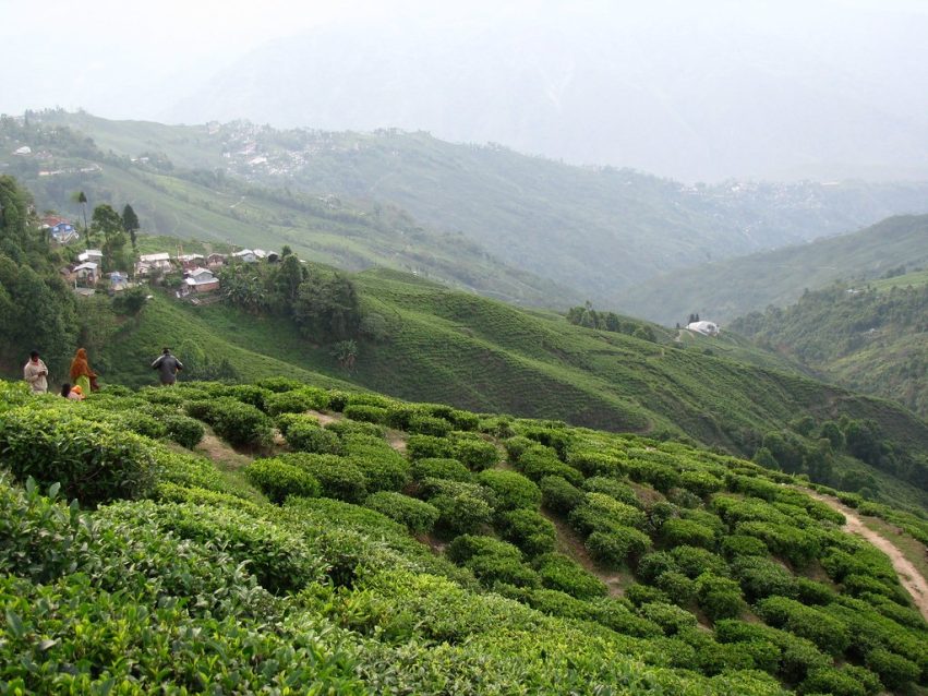 Tea tourism in India