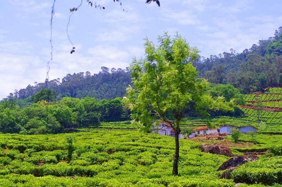 Tea tourism in India