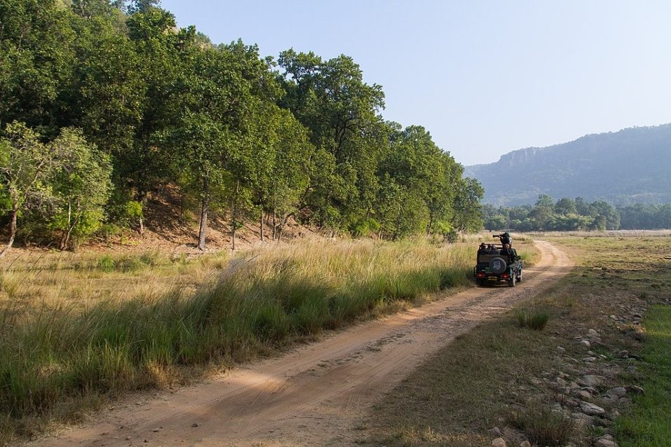 Grasslands at Bandhavgarh national park