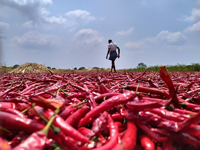 Chilli trail