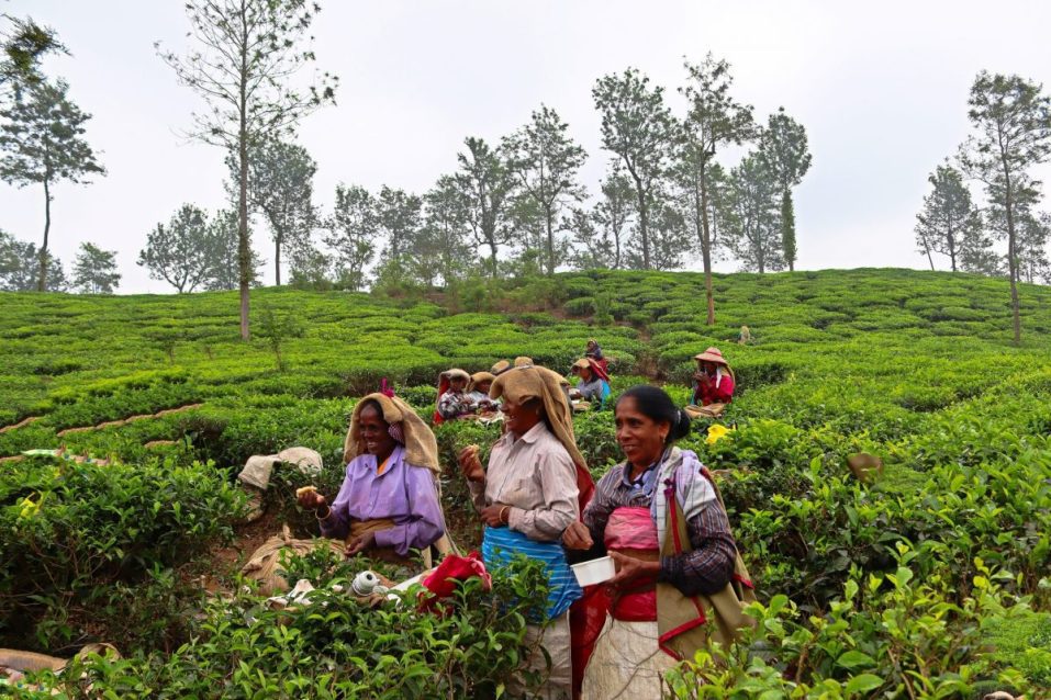Beyond the brew Discovering the beauty of tea tourism in India