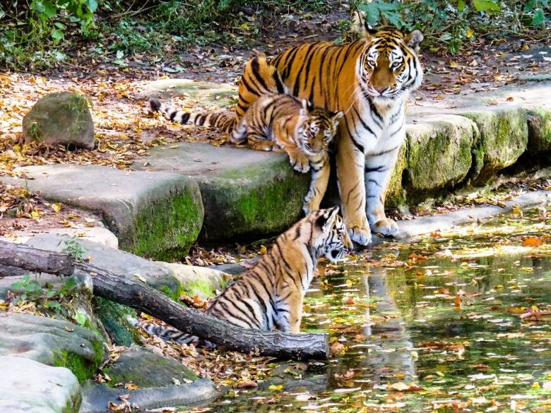 Tigers in Bandhavgarh National Park