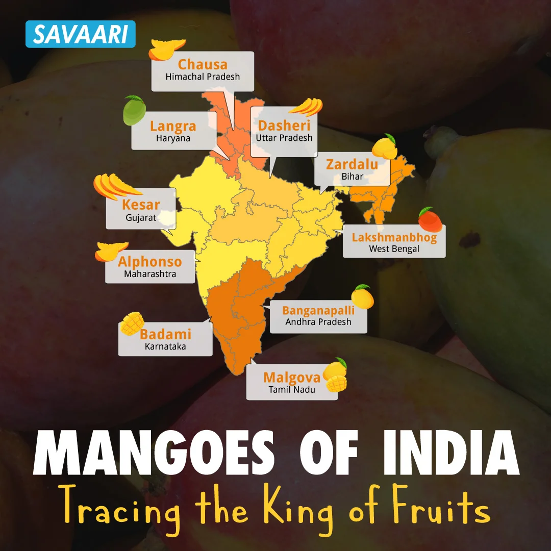 The mango trail of India
