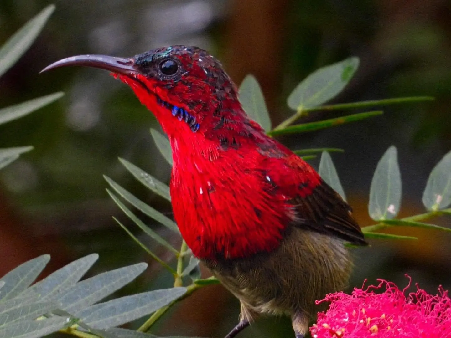 Crimson sunbird