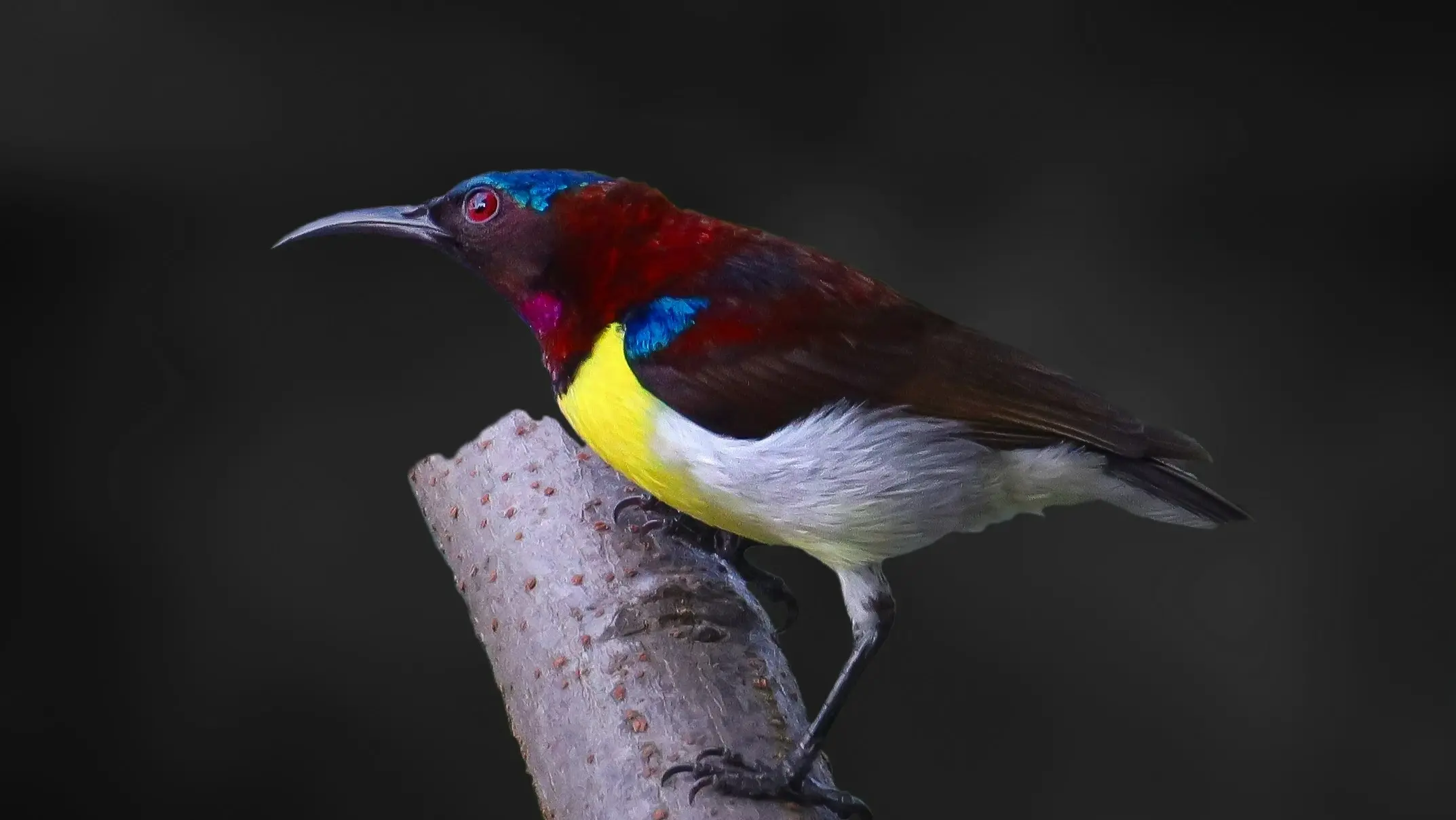 Purple rumped sunbird