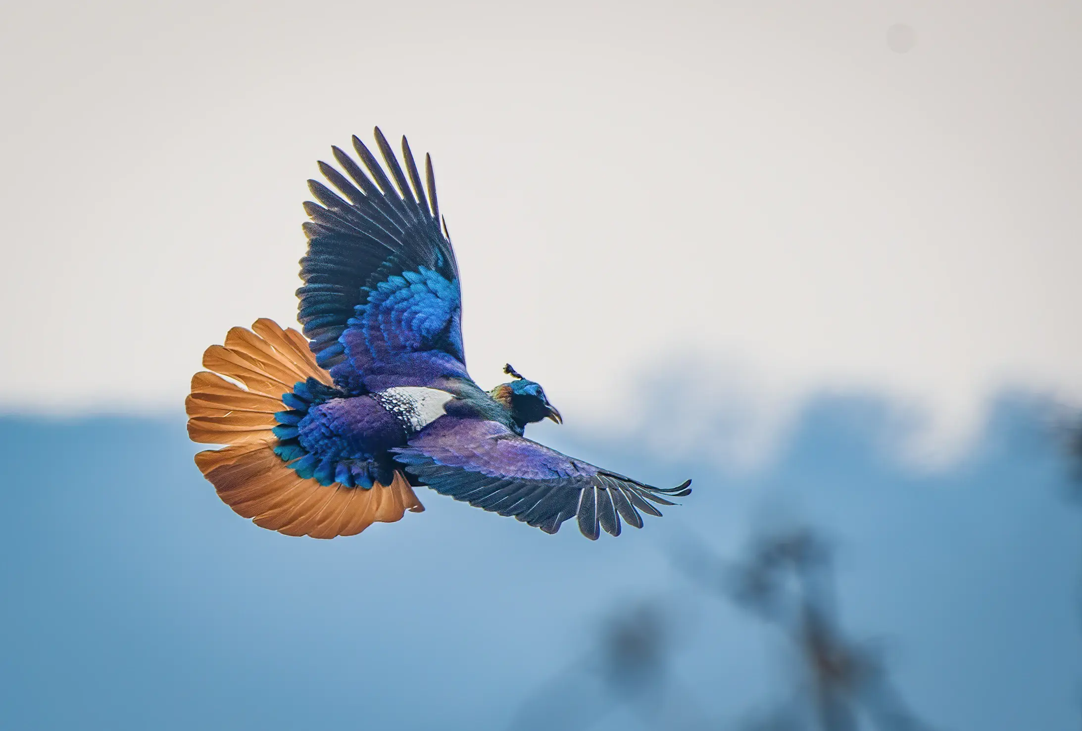 Himalayan Monal