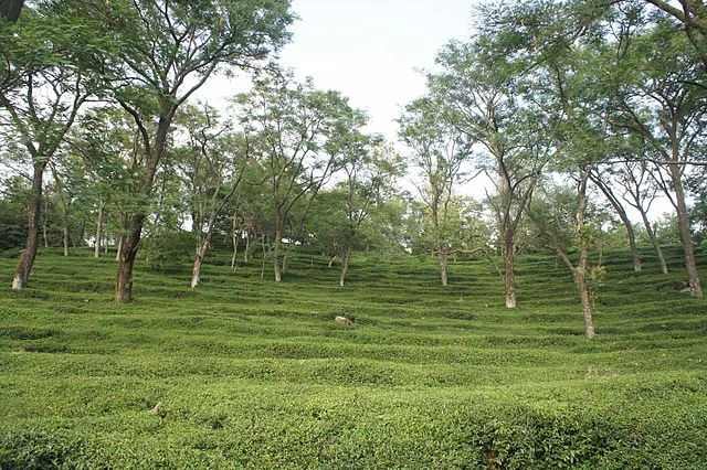 Mann tea estate