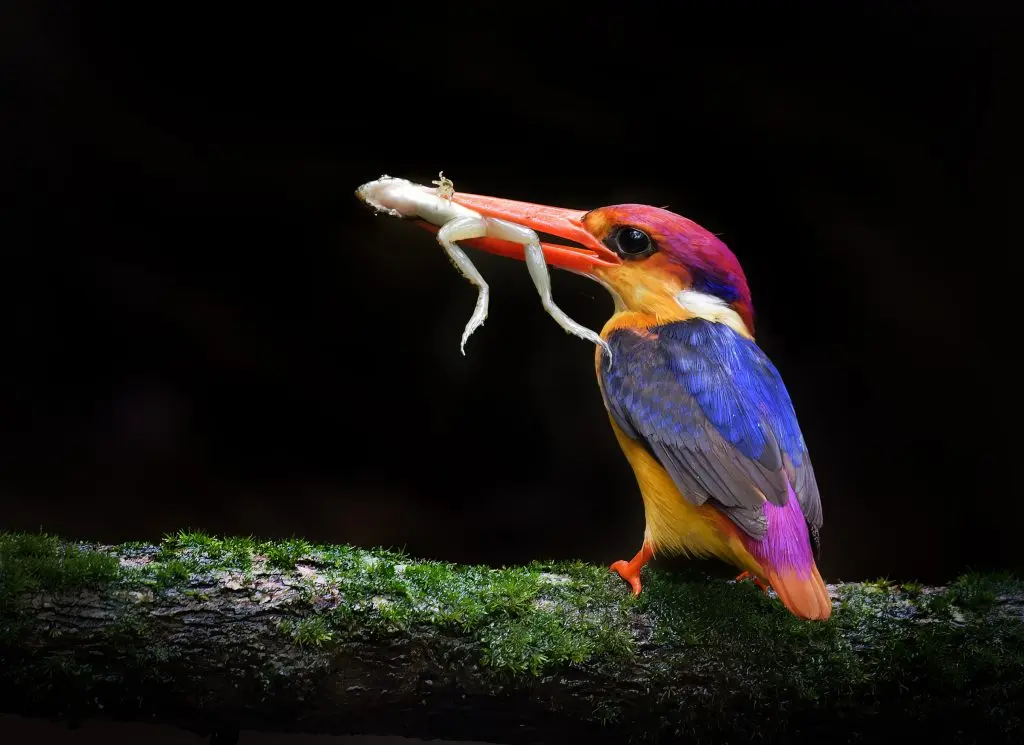 Oriental Dwarf Kingfisher