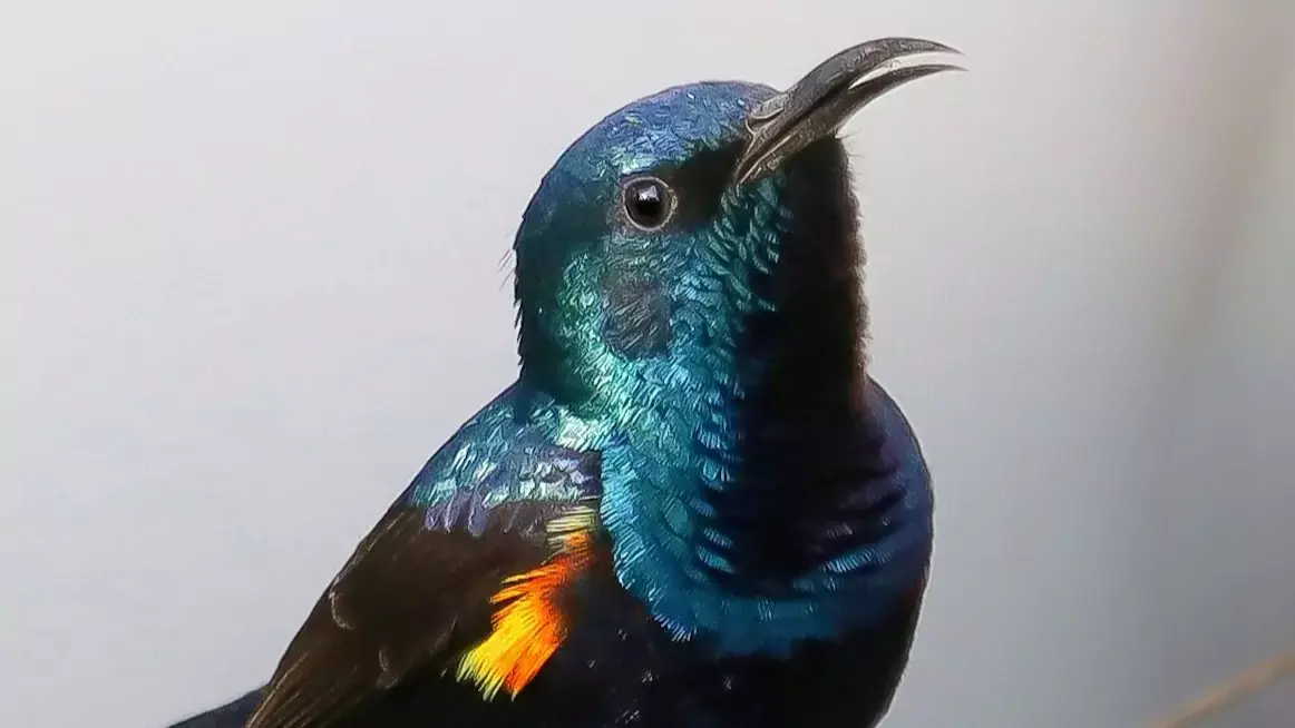 Purple sunbird