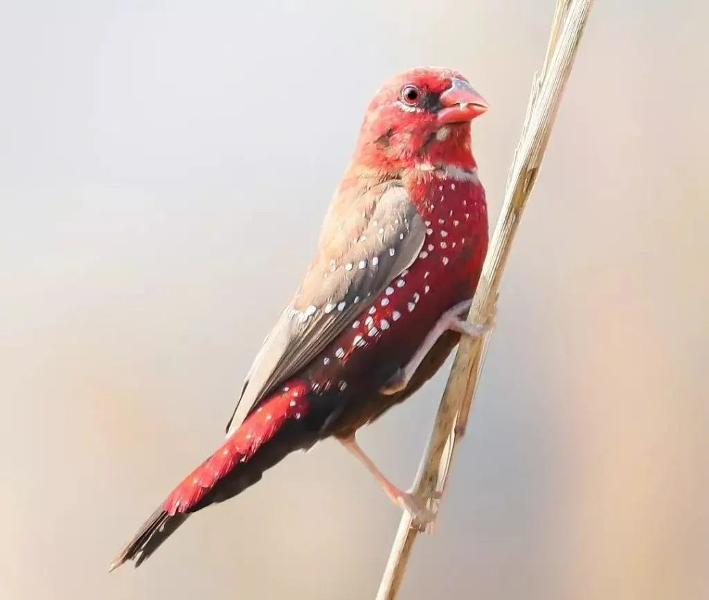 Red avadavat - Indian strawberry finch