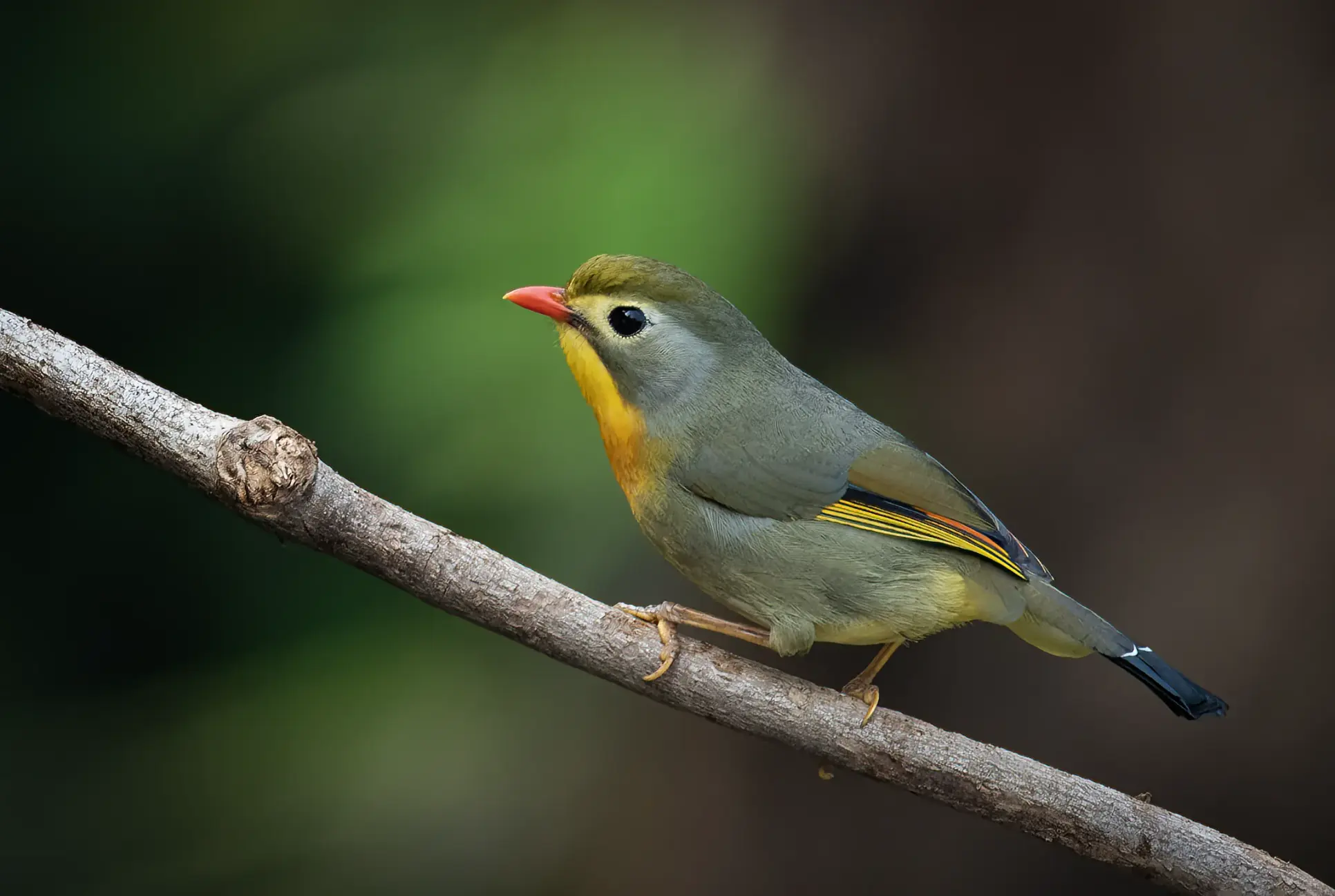 Red-billed Leiothrix