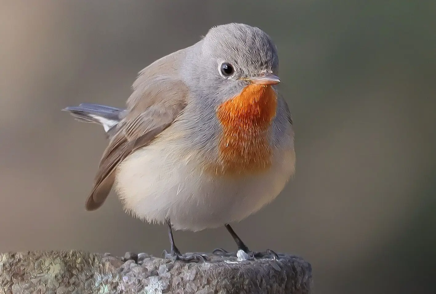 Red-breasted flycatcher 